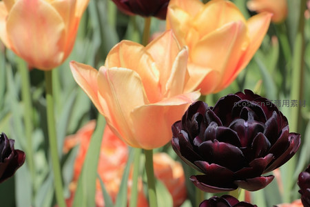 黑郁金香与橙色郁金香同框，色彩对比强烈