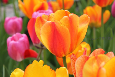 橙红色郁金香绽放，阳光下的热情活力