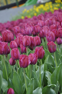 紫红色郁金香花海绽放生机