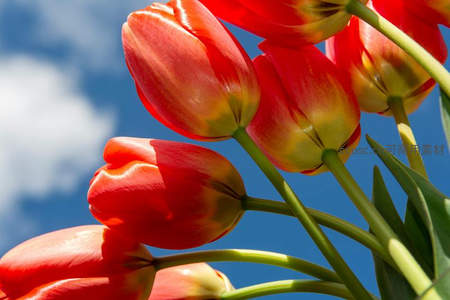 红黄郁金香仰望蓝天白云