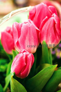 粉色郁金香篮中静谧绽放