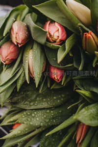 水珠点缀的郁金香花苞特写