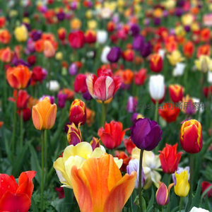 缤纷多色郁金香花丛特写