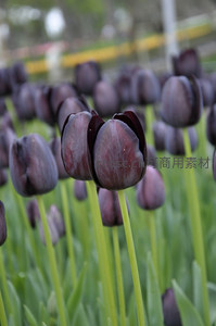 深紫郁金香花田微距特写