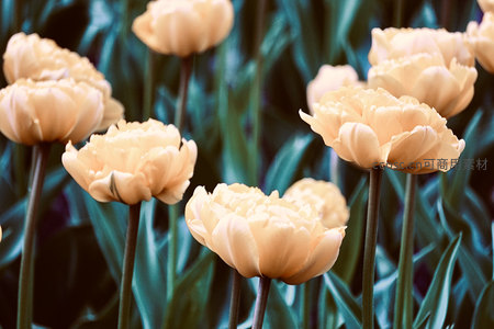 奶油色重瓣郁金香柔美绽放