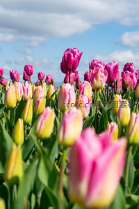 粉黄郁金香花海蓝天白云