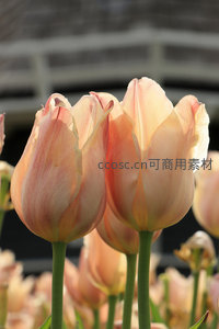 淡粉郁金香在阳光下舒展