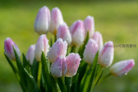 带露珠的粉白郁金香特写