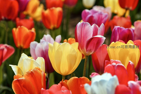 五彩郁金香花海绽放春日生机