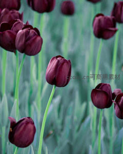 深紫郁金香在绿意中静谧绽放