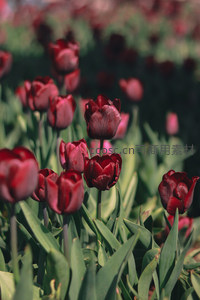 酒红郁金香在田野间温柔摇曳