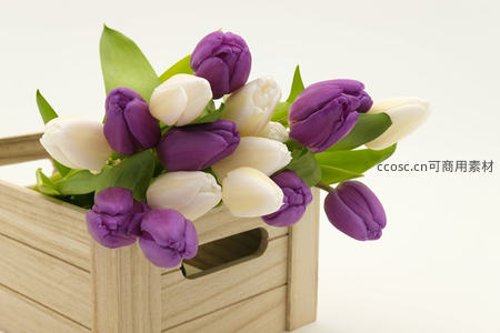紫白郁金香盛放于木质花篮中