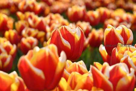红黄相间郁金香花海特写