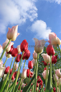 仰拍蓝天白云下的郁金香群