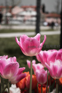 粉嫩郁金香前景城市公园