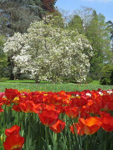 绚烂郁金香花田与玉兰树