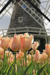 风车下的粉橙郁金香花海如梦似幻