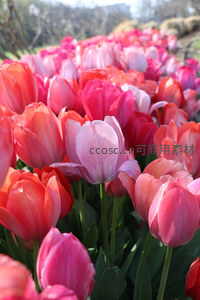 绚烂花海中粉色郁金香竞相绽放