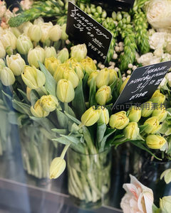 花店橱窗内淡黄郁金香待售标价