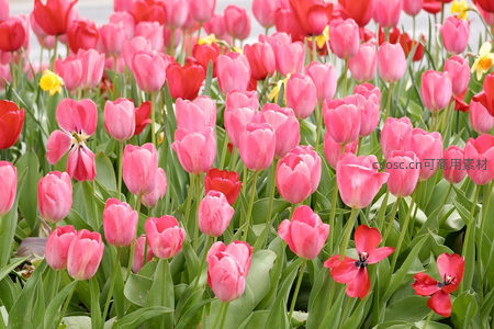 粉红与深红郁金香交织成浪漫花毯