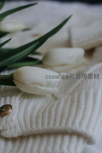 白色郁金香静置于米色针织衫上