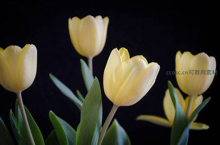 黑色背景下优雅绽放的黄色郁金香