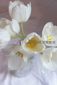 透明花瓶中盛放的白色郁金香特写