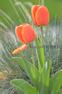 阳光下两朵橙色郁金香随风摇曳