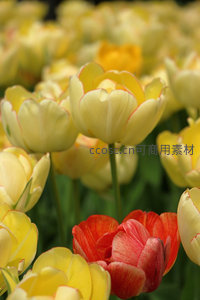 黄色郁金香花海中绽放一抹红