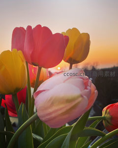 夕阳余晖映照下的彩色郁金香