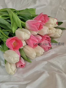 粉白郁金香花束躺在柔软床单上