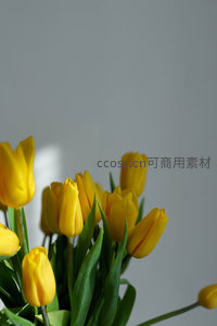 鲜黄郁金香在素墙前静谧盛开