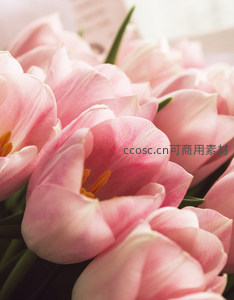 柔粉郁金香特写展现细腻花蕊