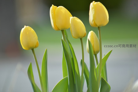 几株黄郁金香在晨光中亭亭玉立