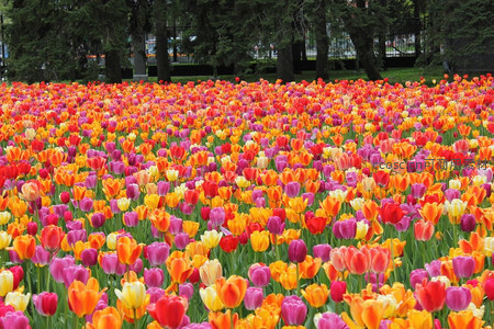 五彩斑斓郁金香花海铺满大地