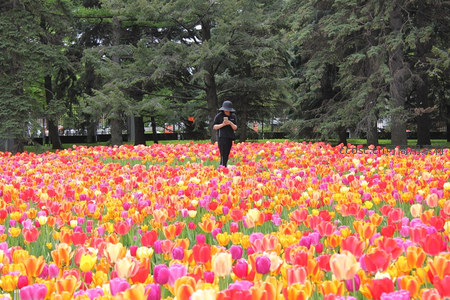 游人漫步于绚烂郁金香花海之中