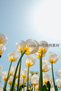 仰望蓝天下的白色郁金香，纯净如云朵