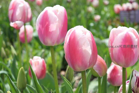 粉白渐变郁金香花田，温柔绽放于春风中