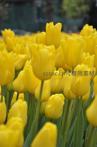 金色郁金香海洋，灿烂夺目映衬春光无限