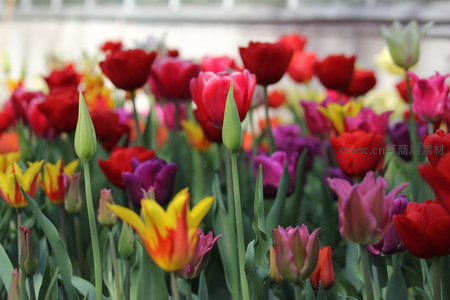 五彩郁金香盛宴，红黄紫交织的视觉狂欢