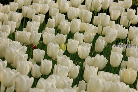 洁白郁金香花海，如雪般纯净铺满大地