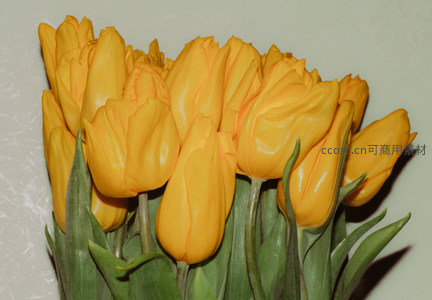 金黄郁金香绽放，绿叶衬托生机盎然