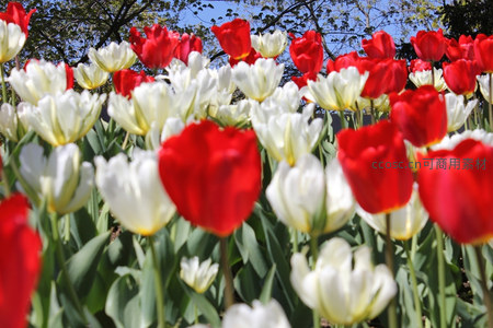 红白郁金香花海，春日公园绚烂夺目