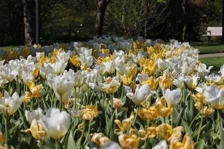 黄白郁金香交织，公园花田如诗如画