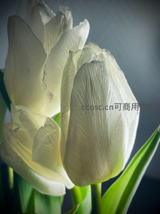 洁白郁金香特写，光影交织的花瓣纹理