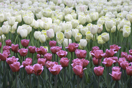 花海如画，白粉郁金香铺展春日盛景