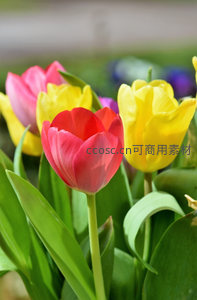 多彩郁金香花丛，红黄相间迎风摇曳