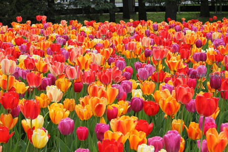 五彩斑斓的郁金香花海盛景