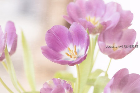 紫色郁金香微距特写柔美瞬间