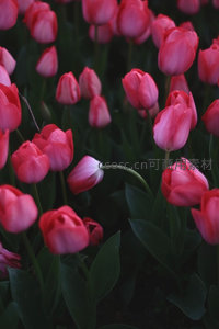 暗影中绽放的粉红郁金香群像